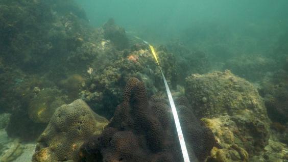 團隊在普查期間量度珊瑚群大小。