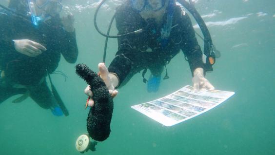 同學於普查期間檢測不同的海洋生物。