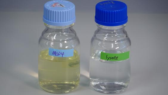 左瓶显示有蓝绿藻的海水，右瓶中的蓝绿藻经已死亡。