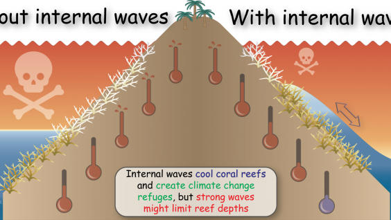 Internal waves cool coral reefs and create thermal refuges for them.