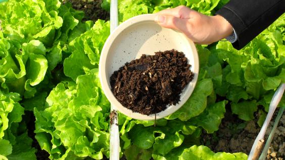 Using compost for organic farming	