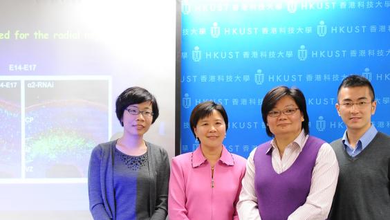 HKUST unravels mechanism behind brain development. The research team (from the left): Dr Lei Shi, Prof Nancy Ip, Dr Amy Fu and Mr Jacque Ip.