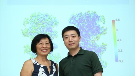  戴碧瓘教授(左)和翟元樑博士揭示解旋酶的立體結構。