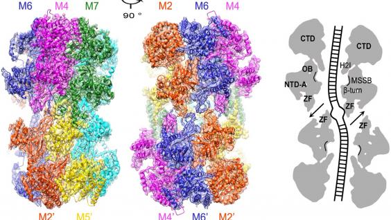  MCM2-7雙六聚體複合物高分辨率冷凍電鏡結構；（右）中央孔道結構圖，梯狀為雙鏈DNA