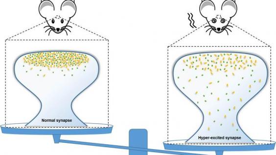  張教授的研究發現有SynGAP蛋白分子基因突變的老鼠的神經突觸會過度興奮而出現自閉症病徵