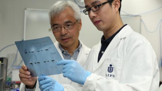  Prof Zhang (left) and Dr Zeng (right) observe the synaptic protein interaction pattern in their laboratory