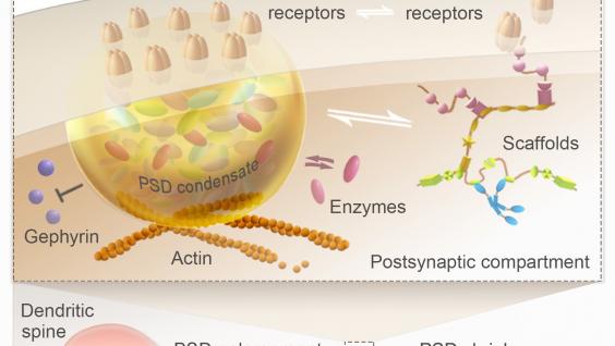  Reconstituted postsynaptic density acts as a molecular platform for understanding synapse formation and plasticity