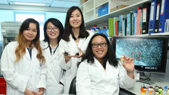  (右起) 陳潔瑜教授及其研究團隊成員羅巧君、吳佩琳以及梁可然發現微膠粒(膠樽內)對多毛蟲(培養皿上)及船螺的影響。