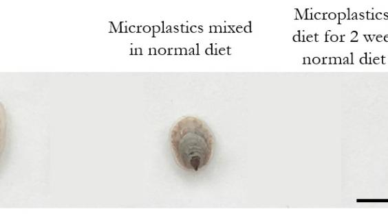  陳教授的研究發現，若船螺的幼體在含高濃度微膠粒的環境下成長，微膠粒被移除後，它亦無法回復正常的生長速度。